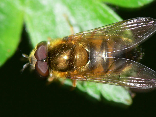 Epsitrophe elegans