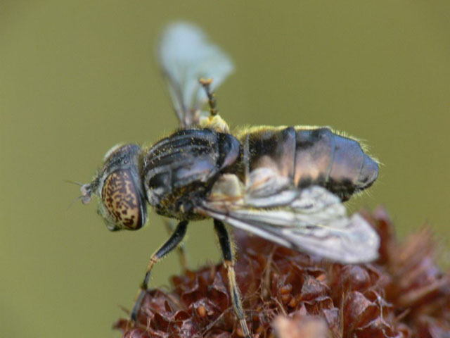 Eristalinus sepulchralis