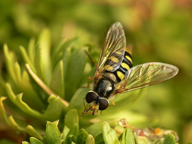 Eupeodes luniger