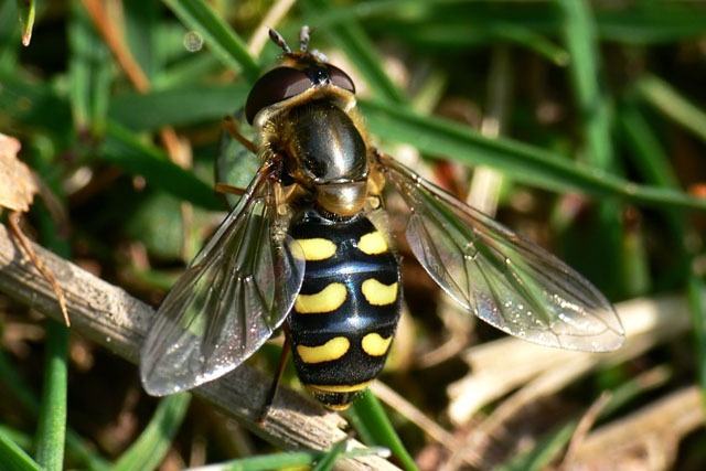 Eupeodes luniger, Metasyrphus luniger