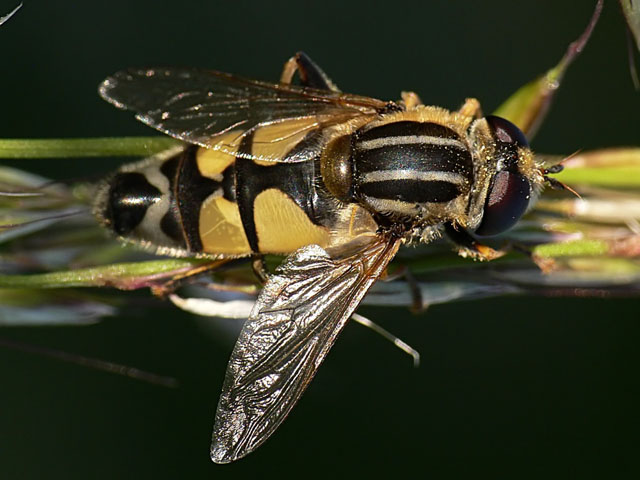 Helophilus trivittatus, hoverfly, eristalini