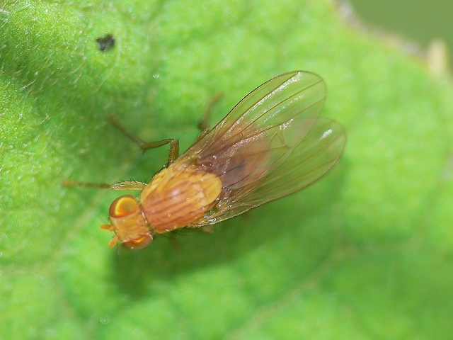 Lauxaniidae sp