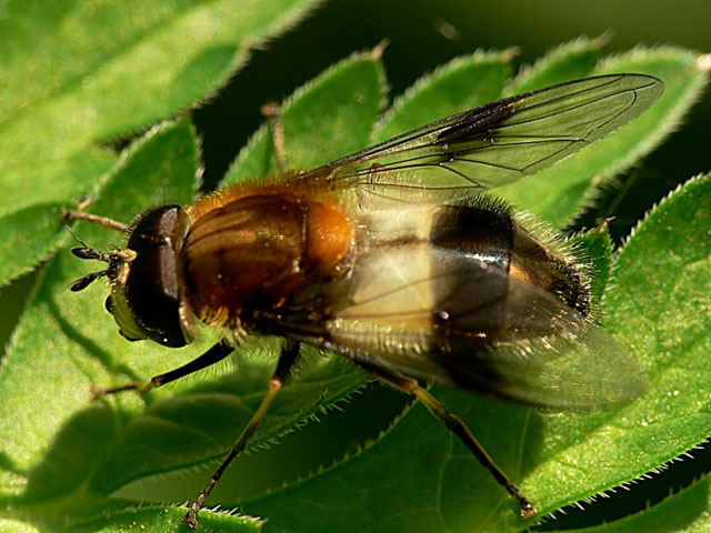 Leucozona lucorum