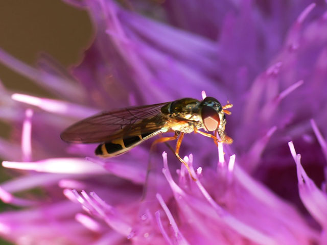 Melanostoma scalare