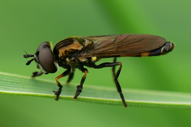 Pyrophaena granditarsus