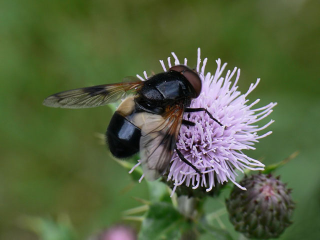 Volucella pellucens