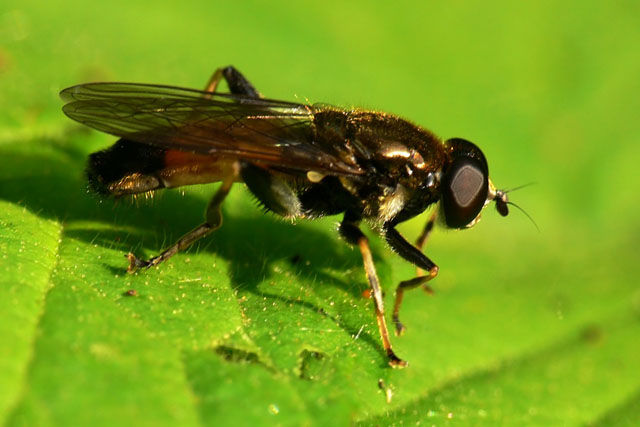 Xylota segnis
