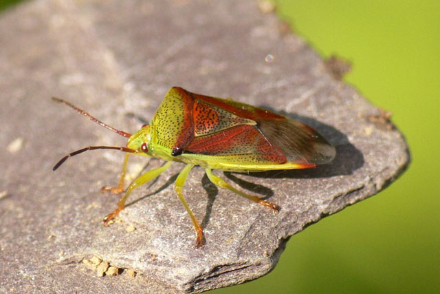 Elasmostethus interstinctus Birch Shieldbug, Elasmostethus interstinctus