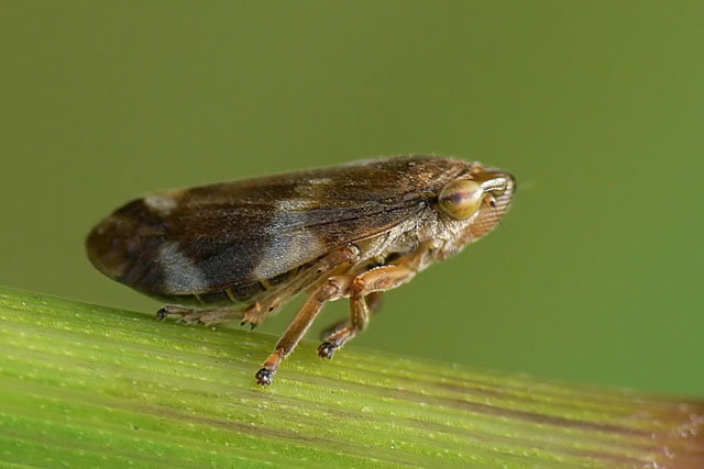 Philaenus spumarius