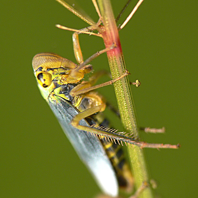 Cicadella viridis - Green Planthopper