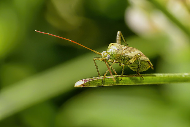 Closterotomus norwegicus miridae, true bug, capsid bug