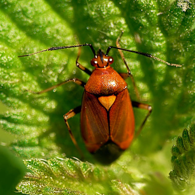 Deraeocoris ruber