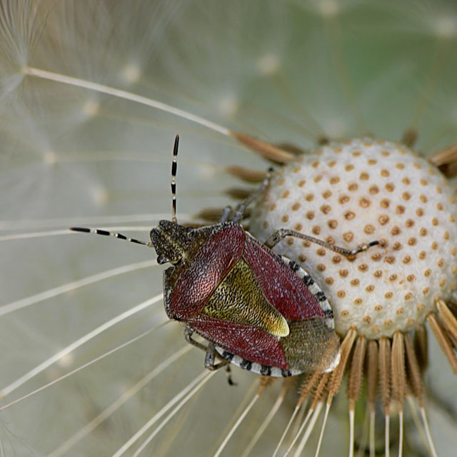Dolycoris baccarum
