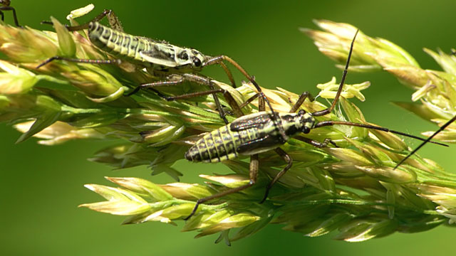 Leptopterna dolabrata