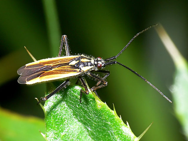 Leptopterna ferrugata