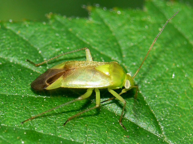 Lygocoris pabulinus