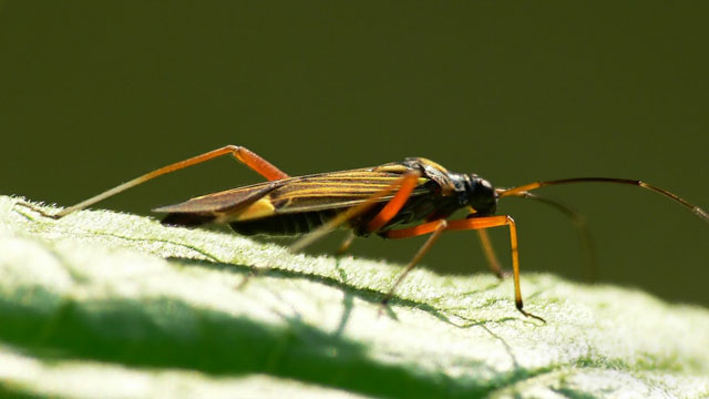 Miris striatus