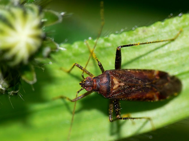Phytocoris ulmi.