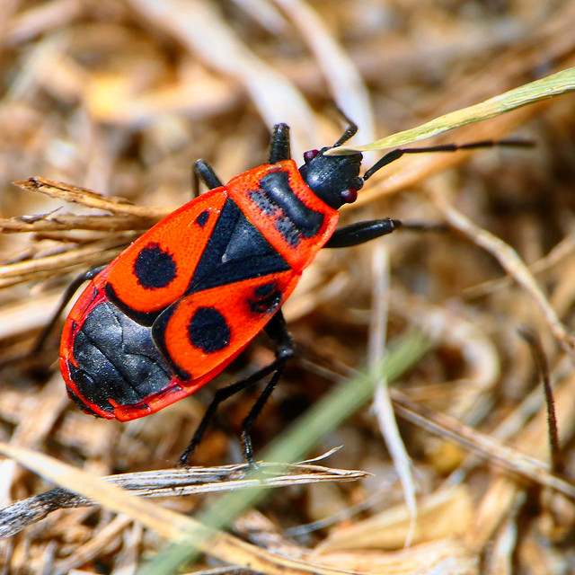 Pyrrhocoris apterus nymph