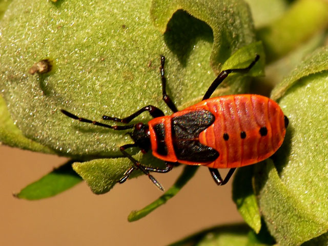 Pyrrhocoris apterus