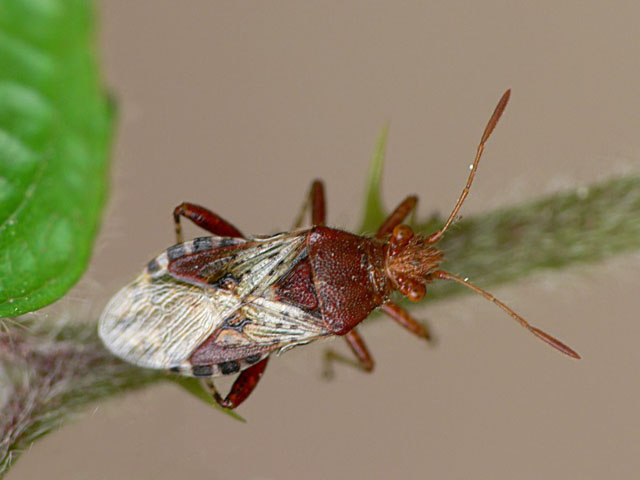 Rhopalus subrufus