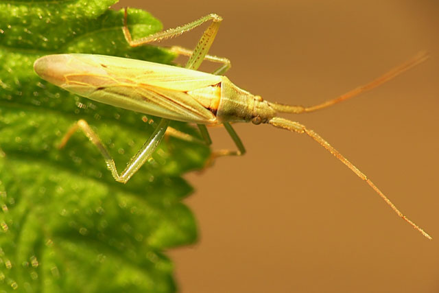 Stenodema laevigata