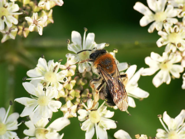 Andrena haemorrhoa
