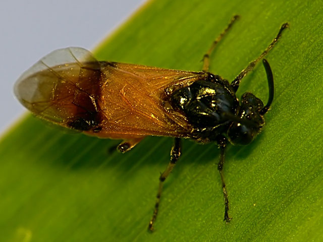 Arge cyanocrocea 