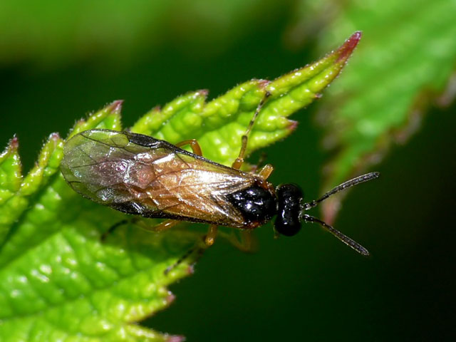Athalia sp
