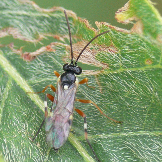 Diplazon laetatorius