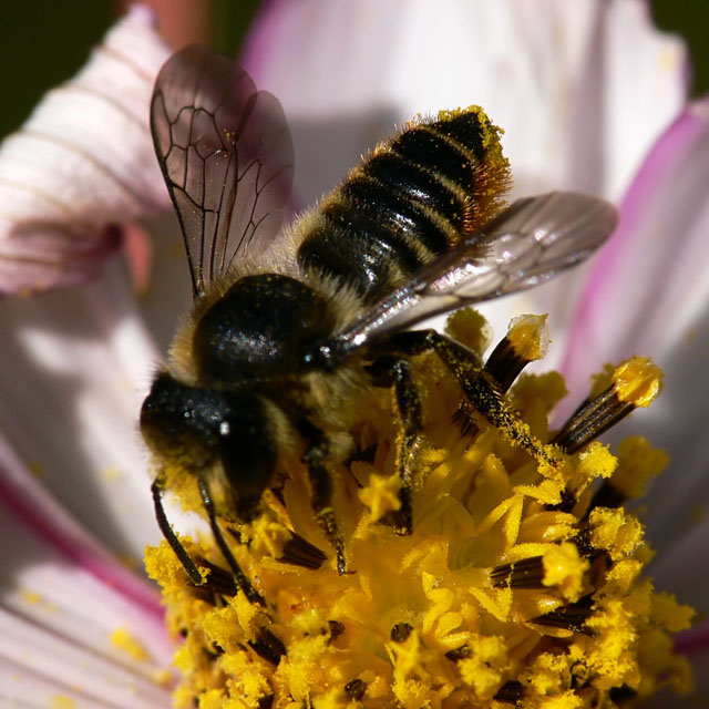 Megachile sp Megachile sp