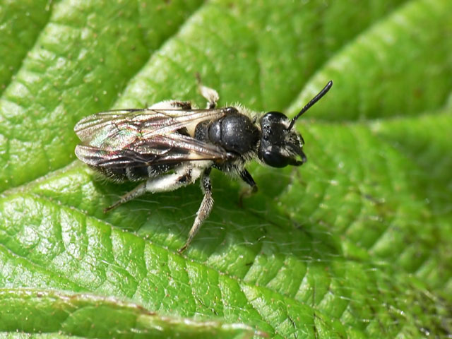 Micrandrena bee