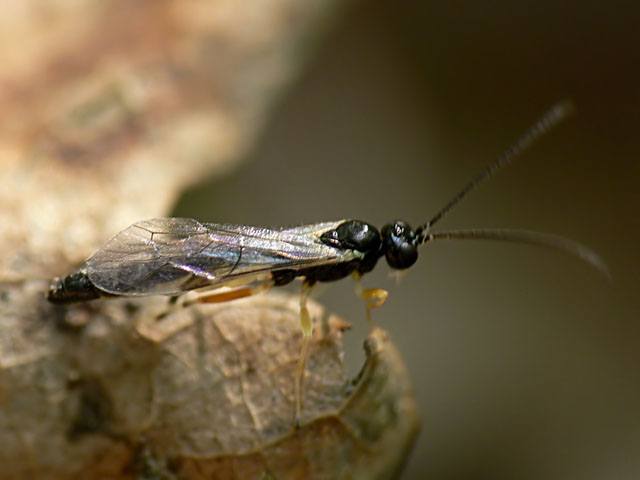 Ichneumonidae Pimplinae