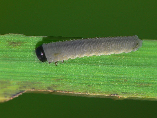 Rhadinoceraea micans larvae
