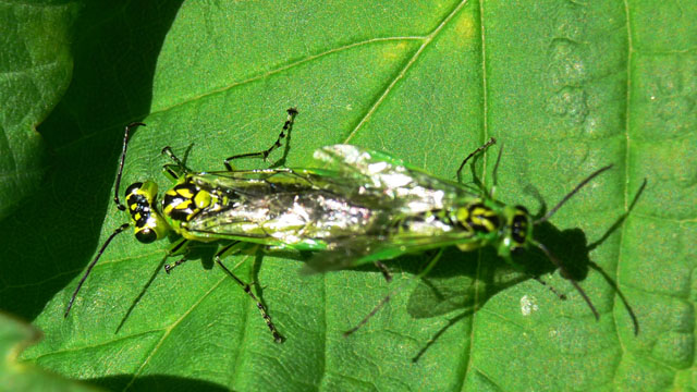 Sawfly - Rhogogaster viridis