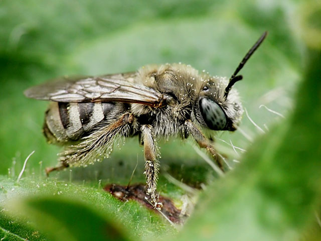 Tetralonia sp.