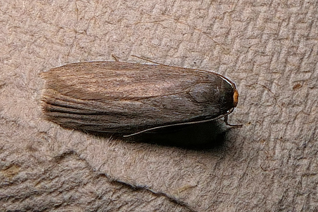 Lesser Wax Moth