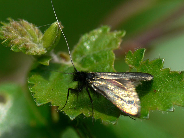 Adela reaumurella - Green Longhorn