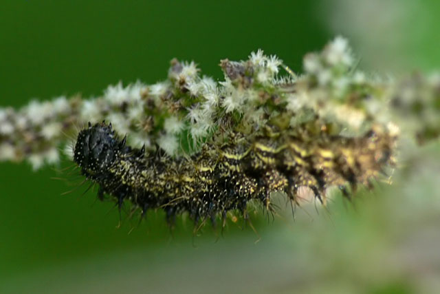 Small Tortoiseshell Larvae