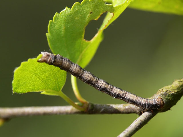 Dotted Border - Agriopis marginaria
