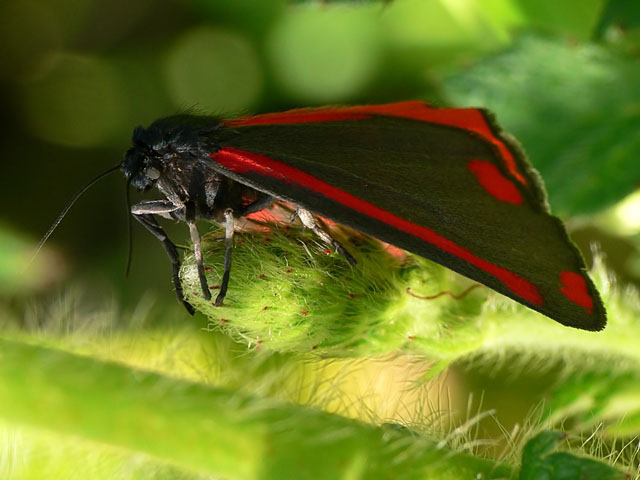 Cinnabar Moth (Tyria jacobaeae)