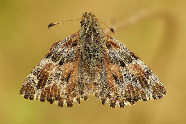 Carcharodus alcea