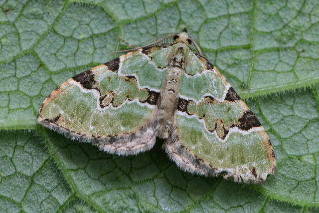 Green Carpet moth, Colostygia pectinataria