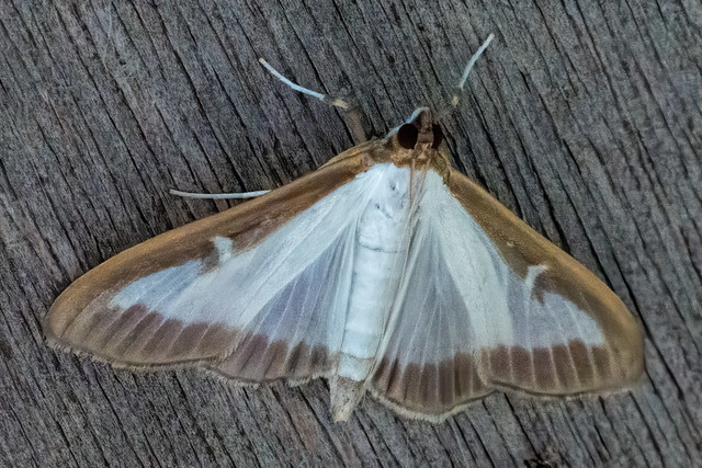 Cydalima perspectalis