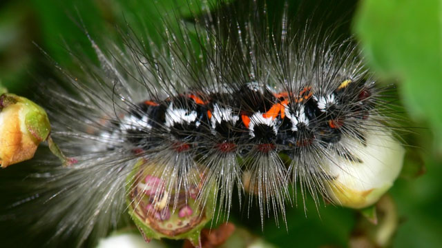 Euproctis similis
