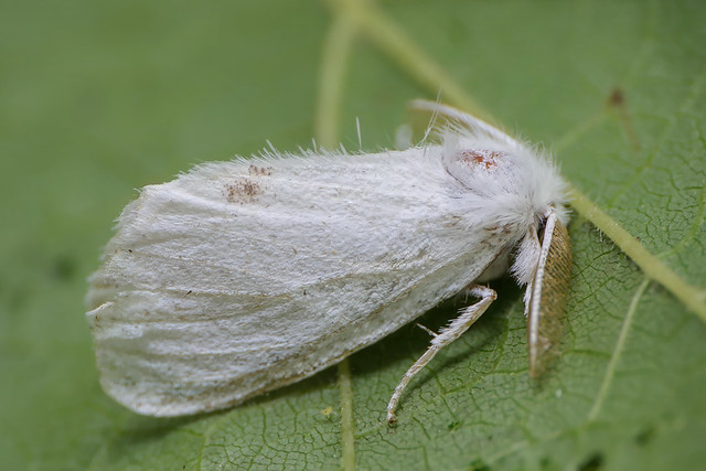 Yellow-tail Moth