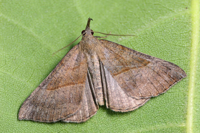 The Snout Moth