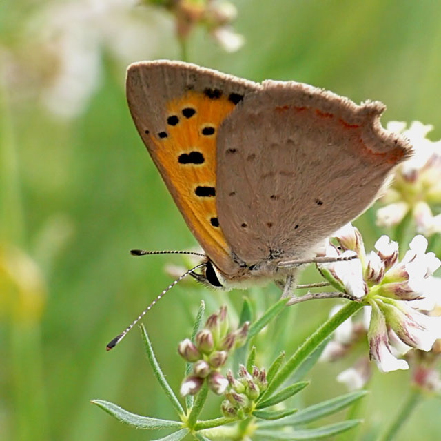 Small Copper (Lycaena phlaeas)