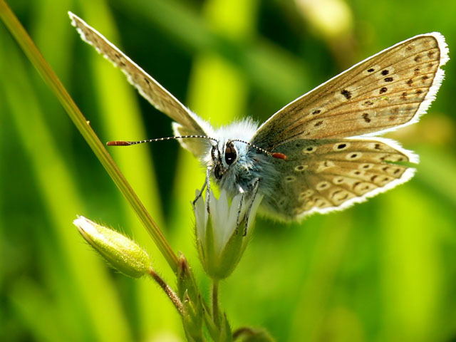 Polyommatus icarus - Common blue Common Blue butterfly