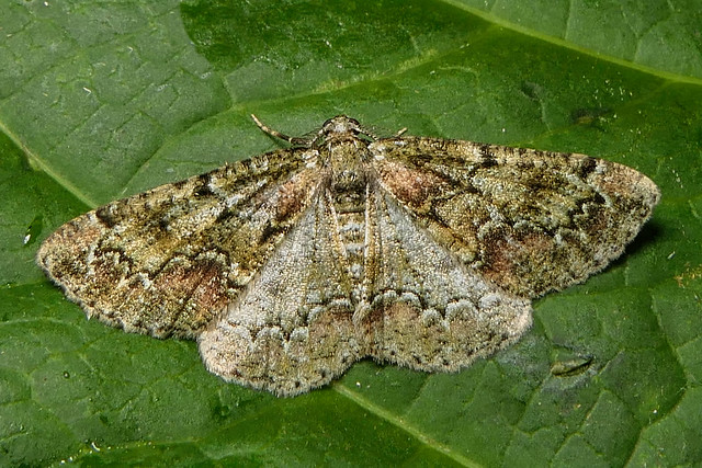 Brussels Lace Moth